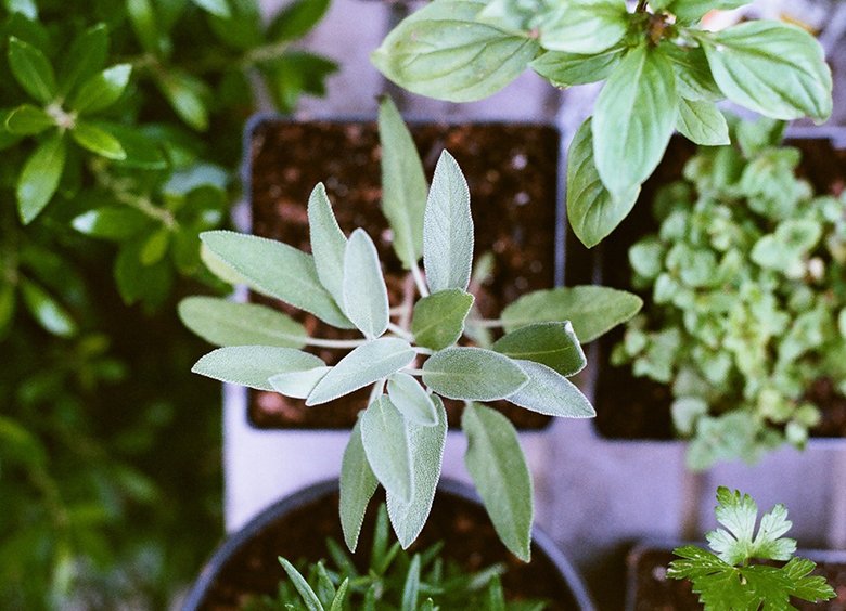 Functional Medicine Is Naturopathy