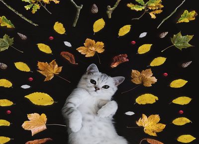 The Power of Cat's Claw