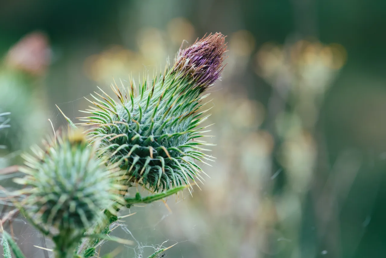 Milk Thistle, For Detoxification