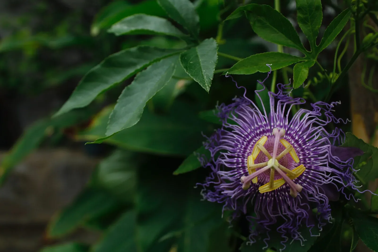 Calming Passionflower