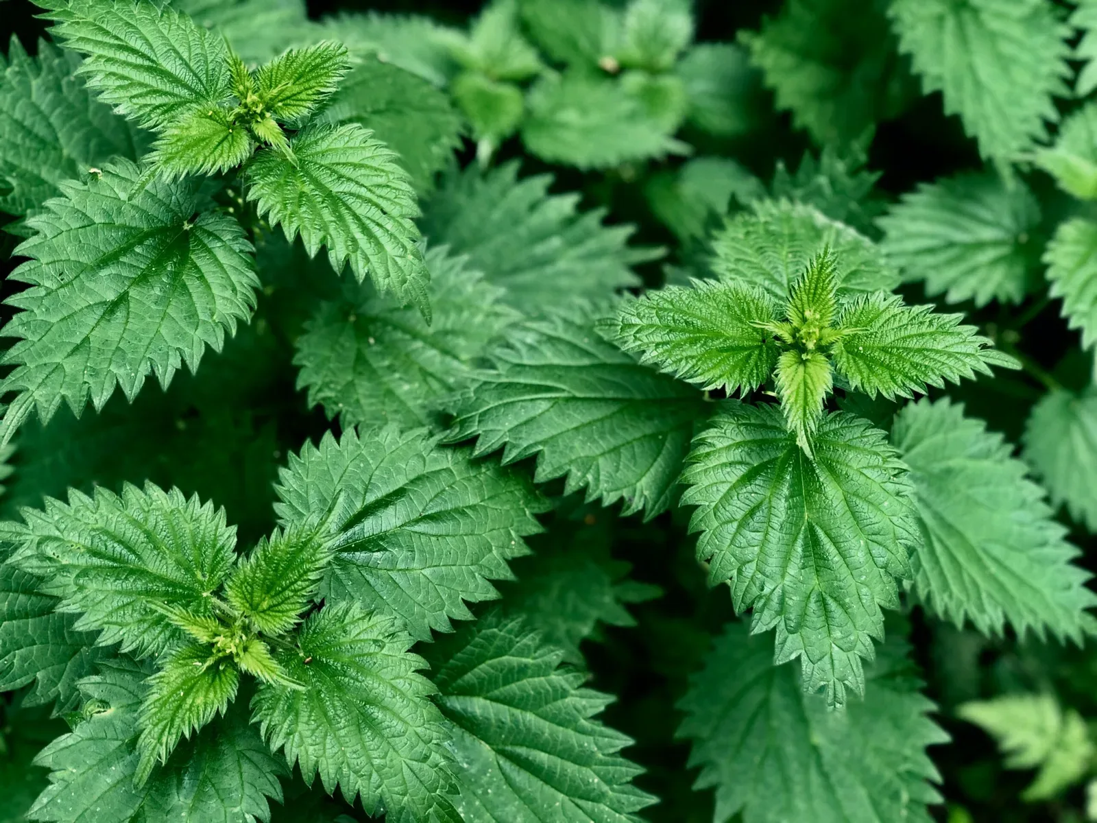 Stinging Nettle & Allergies