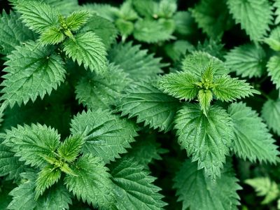 Stinging Nettle & Allergies