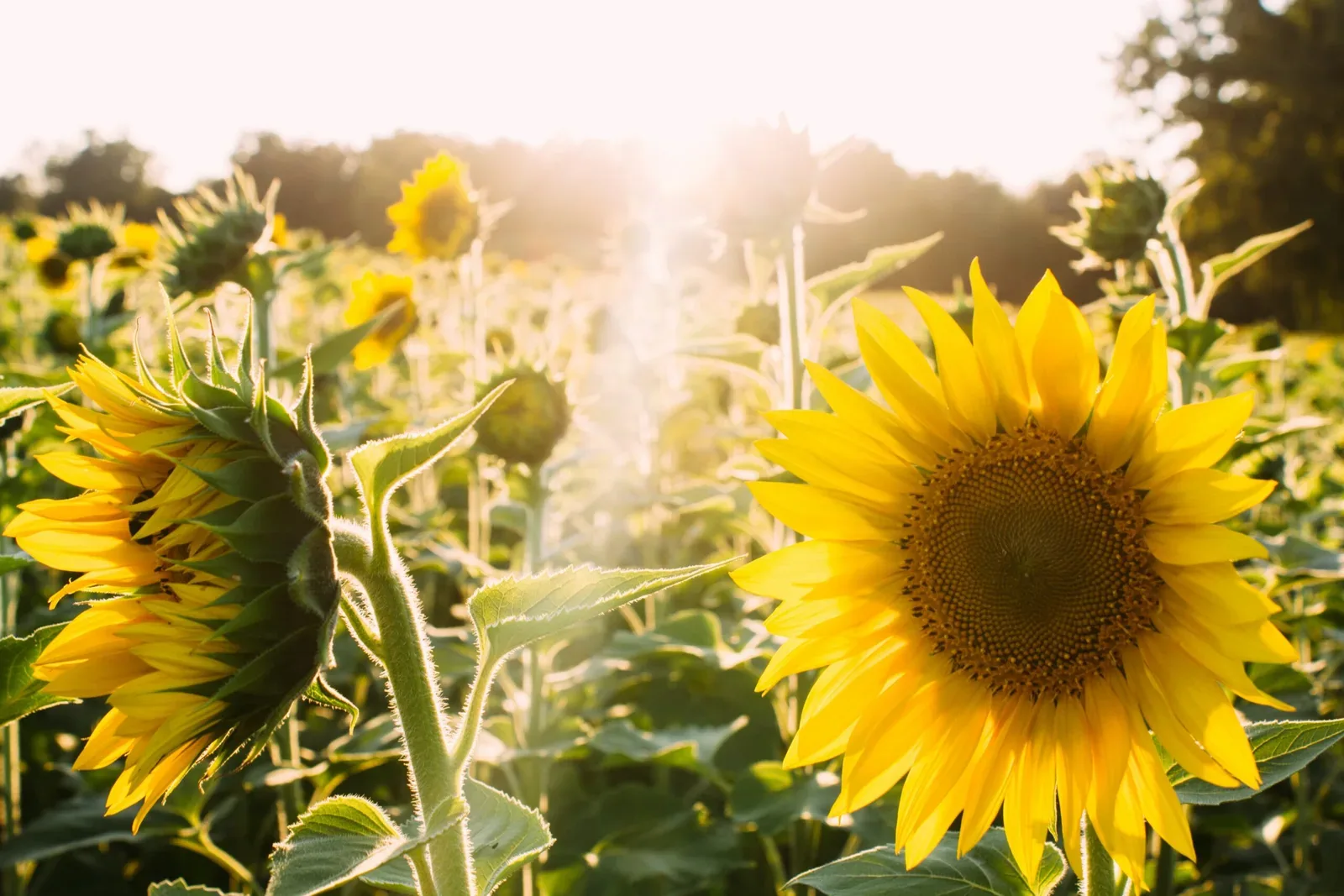 Low Vitamin D and Health