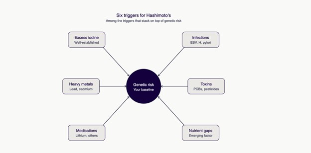 Environmental triggers stack on top of genetic risk. One can be enough to trigger Hashimoto's, or it may take several. Alt text: "Diagram showing environmental triggers such as excess iodine, infection, and chemical exposure stacking on a base layer of genetic risk to trigger Hashimoto's"