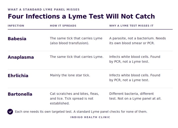Your Lyme Test Came Back Negative. That Doesn't Mean You're Fine.