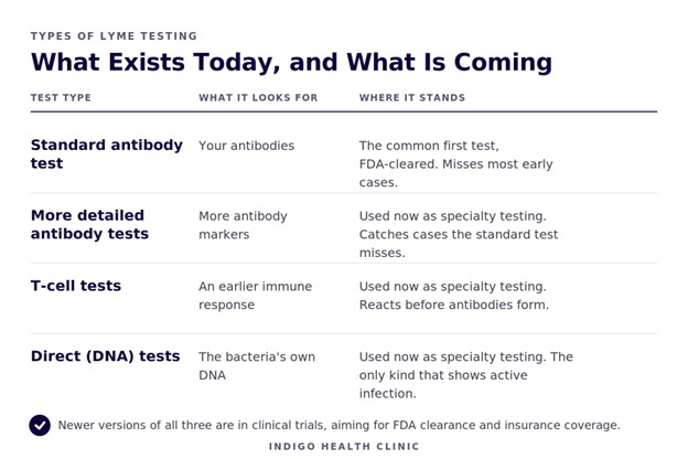 Your Lyme Test Came Back Negative. That Doesn't Mean You're Fine.