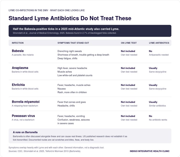 Lyme Disease Is in Rock Creek Park, Northern Virginia, Maryland, and DC. All Are on the CDC's High-Incidence List